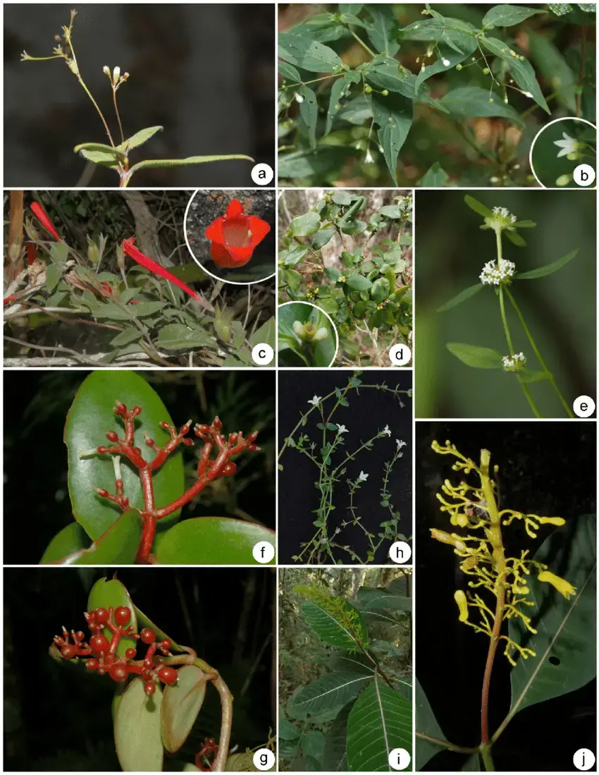 Figura-5-a-Leptoscela-ruellioides-Hookf-Inflorescence-detail-b-Leptoscela-sp.png