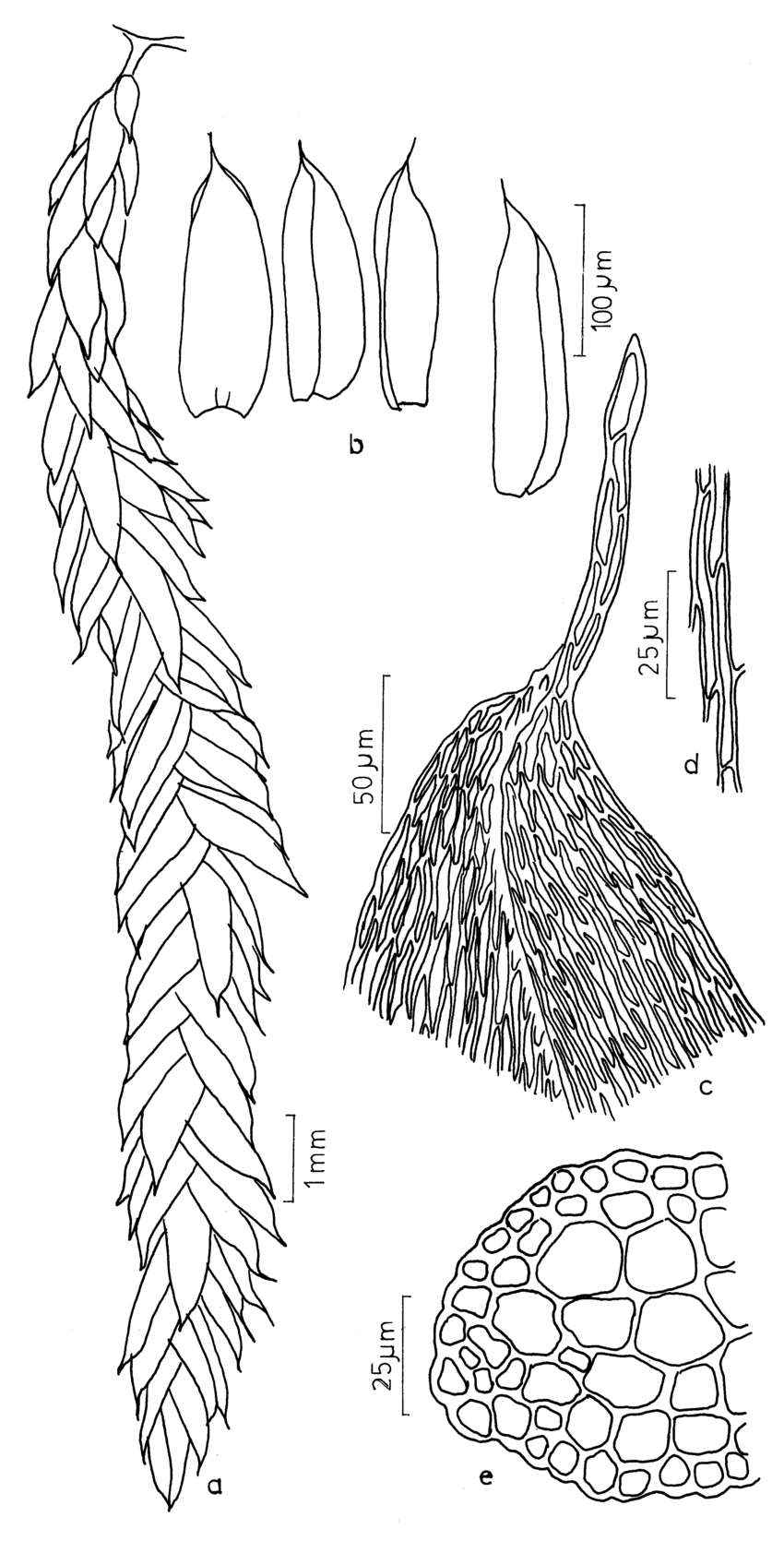 Figura-6-Catagonium-nitens-Brid-Cardot-a-Aspecto-geral-do-gametofito-b-Filidios.png