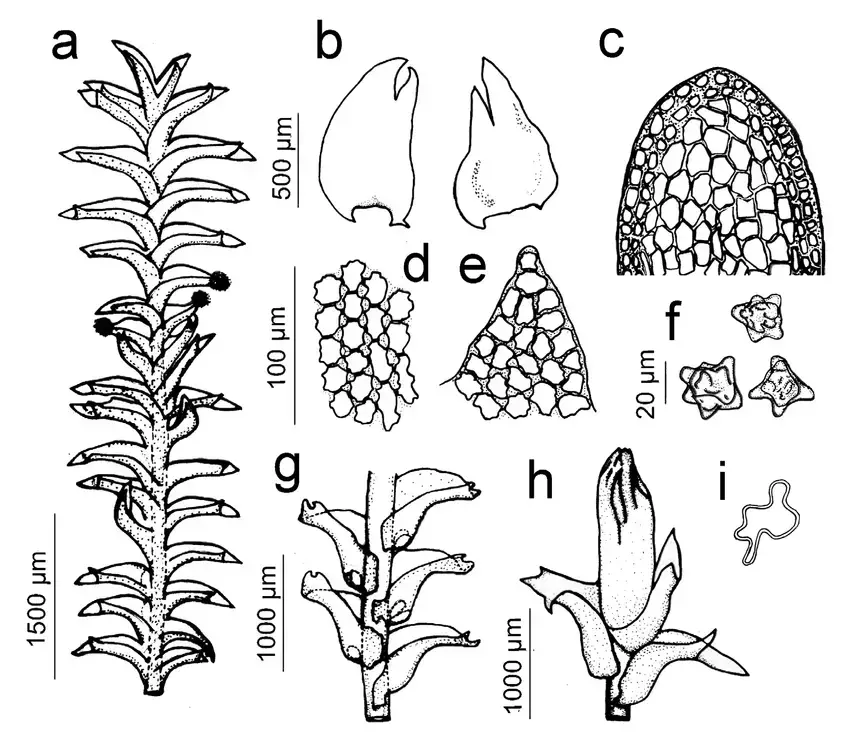 Figura-7-Anastrophyllum-stellatum-RM-Schust-a-Habito-de-la-planta-con-yemas-en-la.png