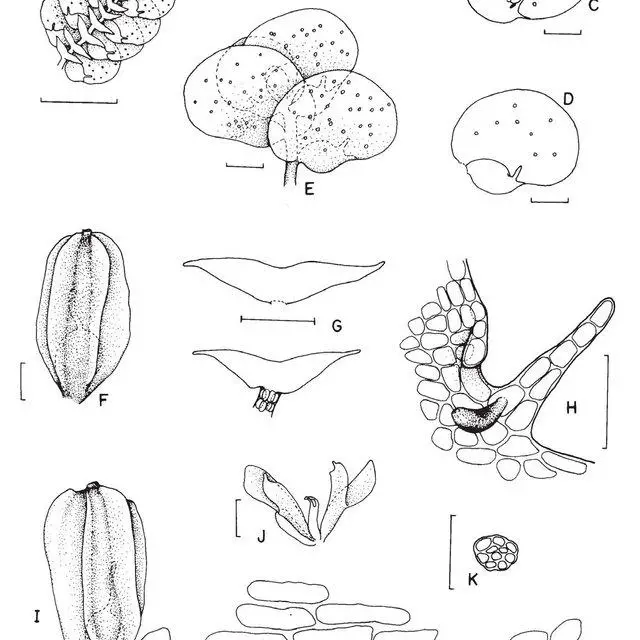 Figura-7-Diplasiolejeunea-brunnea-Steph-A-M-A-Habito-vista-ventral-B-Esquema-de_Q640.jpg