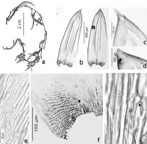 Figura-8-Orthostichopsis-tetragona-Hedw-Broth-a-Habito-b-Filidios-c-d-apice-do.png