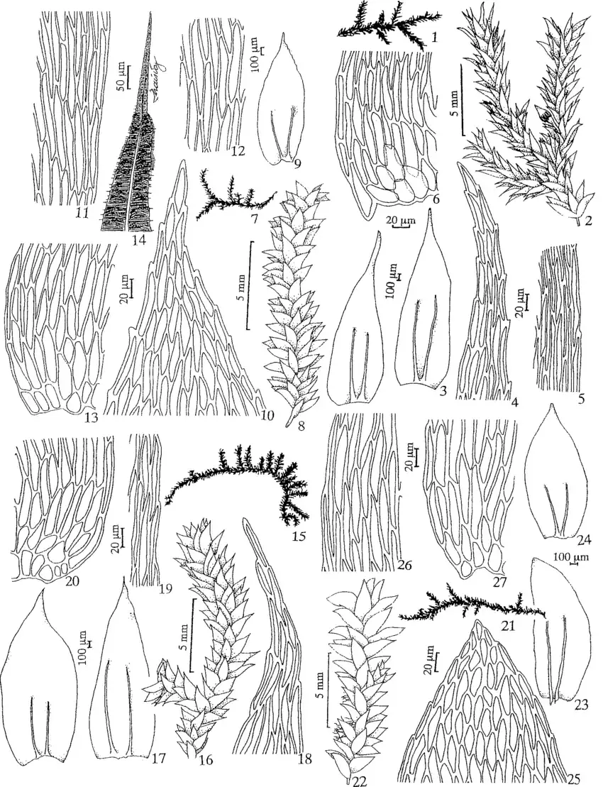 Figuras-1-6-Lepidopilidium-aureo-purpureum-Geh-Hampe-Broth-1-Habito-2-Detalhe.png