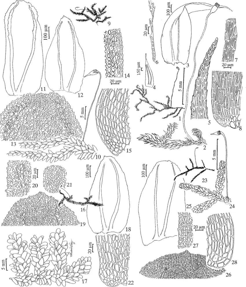 Figuras-1-8-Brymela-fluminensis-Hampe-WR-Buck-1-Habito-2-Detalhe-do-gametofito.png