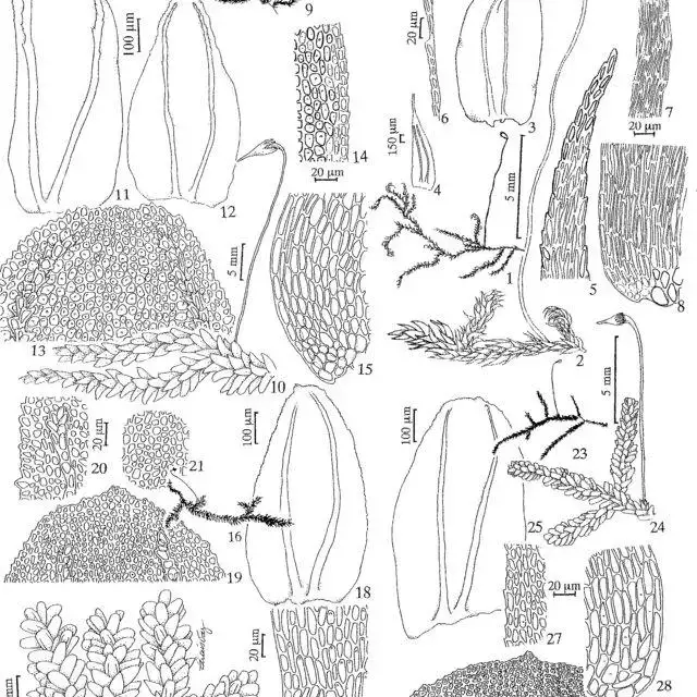 Figuras-1-8-Brymela-fluminensis-Hampe-WR-Buck-1-Habito-2-Detalhe-do-gametofito_Q640.jpg