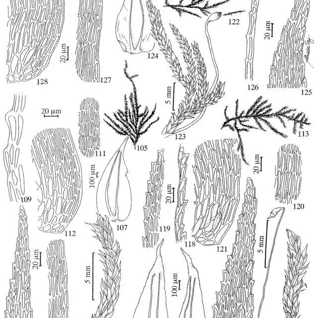 Figuras-105-112-Trachyxiphium-aduncum-Mitt-WR-Buck-105-Habito-106-Detalhe-do_Q640.jpg