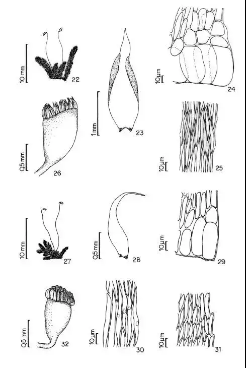 Figuras-22-26-Sematophyllum-galipense-C-Muell-Mitt-22-habito-23-filidio-24.png