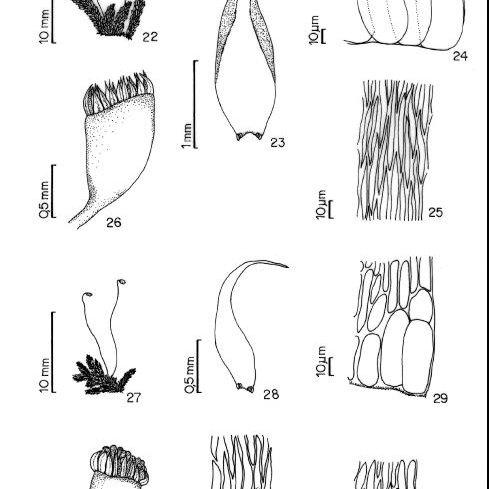 Figuras-22-26-Sematophyllum-galipense-C-Muell-Mitt-22-habito-23-filidio-24_Q640.jpg