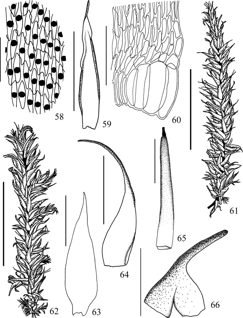 Figuras-58-66-Trichosteleum-papillosum-e-T-sublaevigatum-58-61-Trichosteleum.png