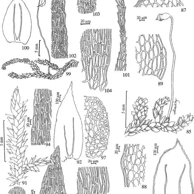 Figuras-85-89-Cyclodictyon-varians-Sull-O-Kuntze-85-Detalhe-do-gametofito-com_Q640.jpg