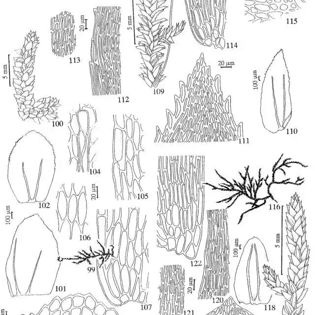 Figuras-99-107-Thamniopsis-incurva-Hornsch-W-R-Buck-99-Habito-100-Detalhe-do_Q640.jpg