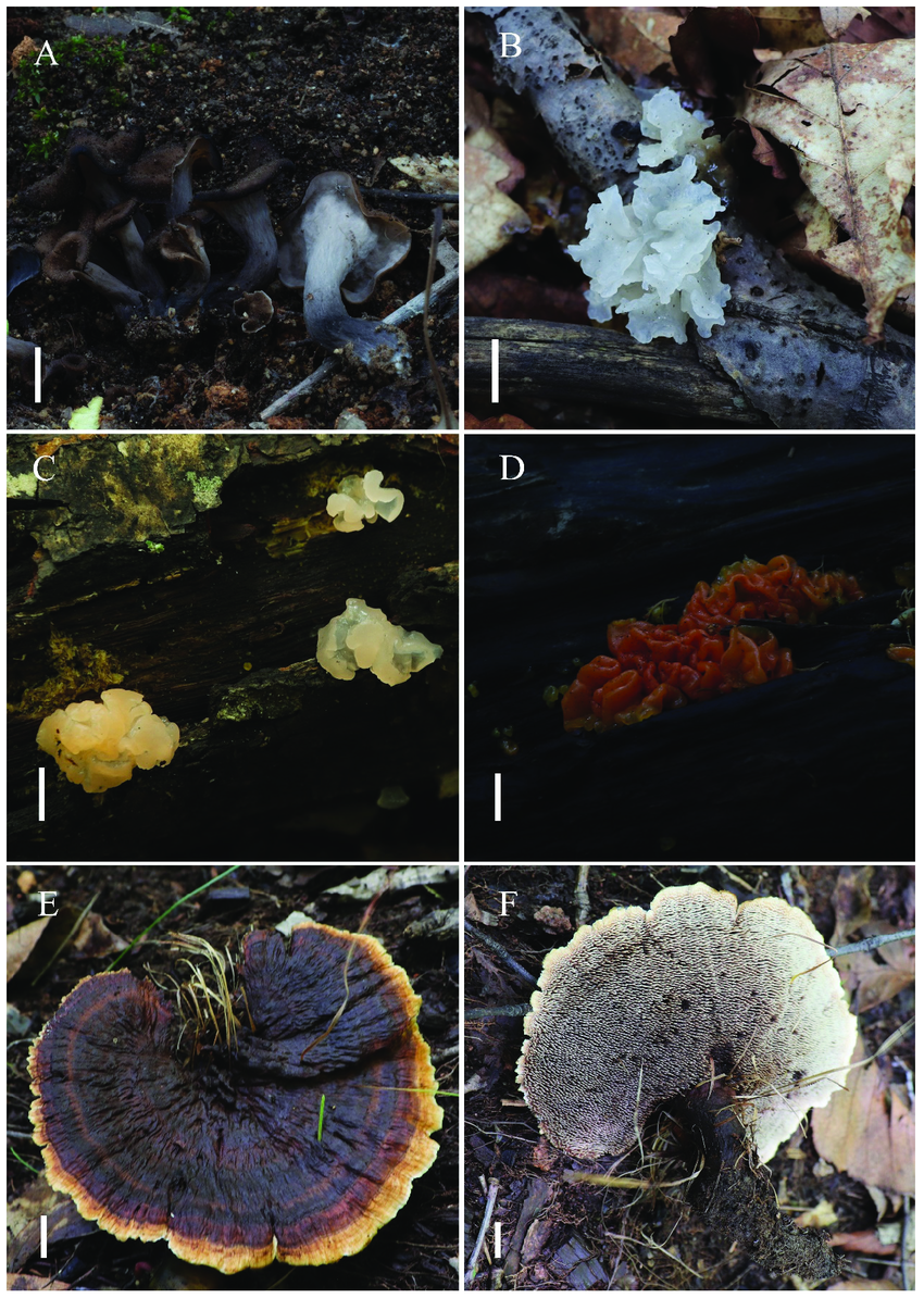 Figure-A6-A-Craterellus-cornucopioides-B-Tremella-fuciformis-C-Dacrymyces.png