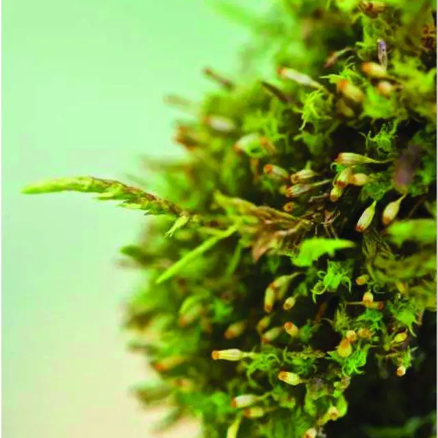 Figure-n3-Orthotrichum-pulchellum-avec-Cryphaea-heteromalla-caracterise-a-maturite_Q640.jpg