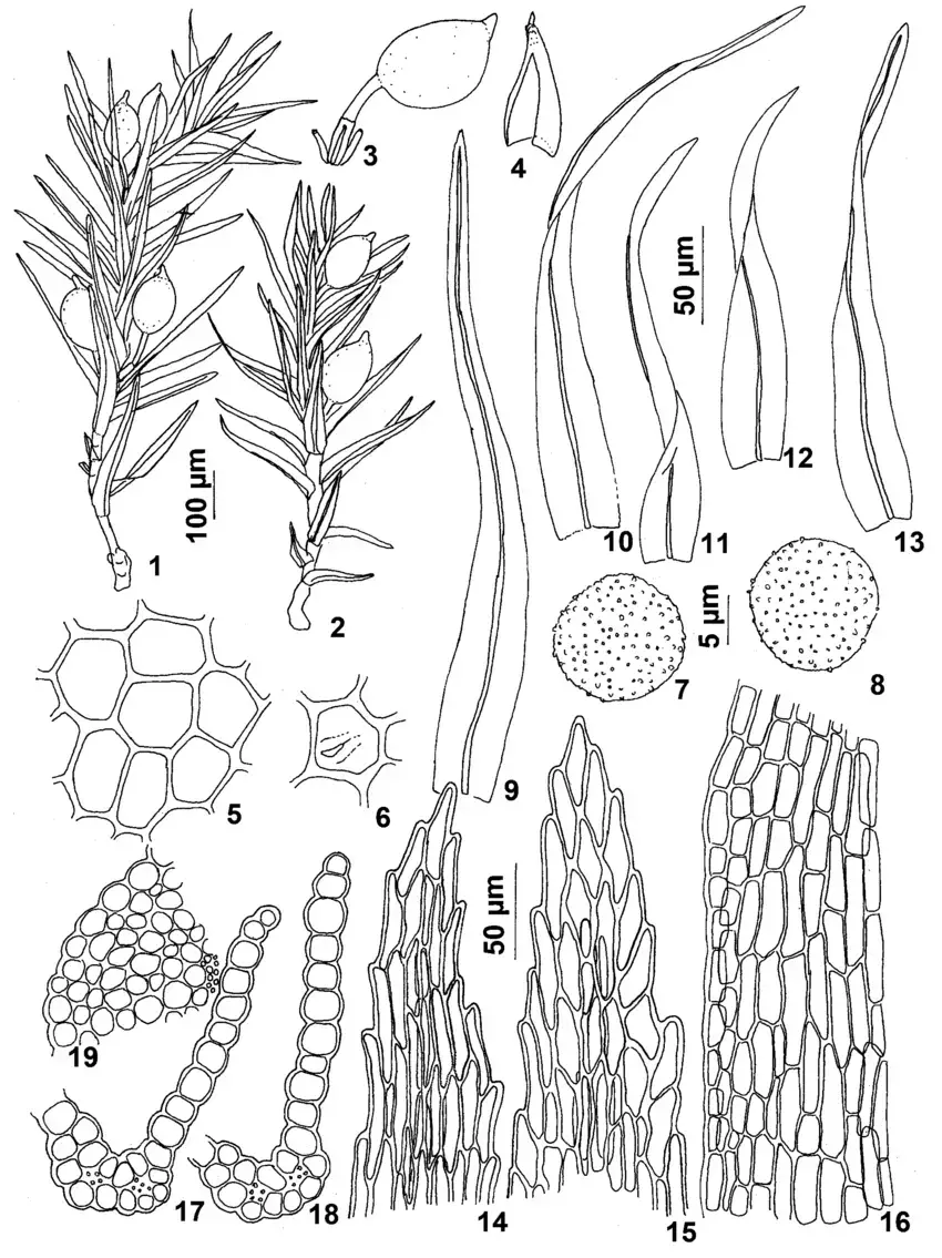 Figures-1-19-Pseudephemerum-nitidum-Hedw-Loeske-1-2-Gametophytes-with-sporophytes.png