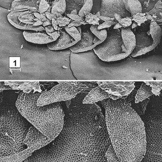 Figures-1-2-Diplasiolejeunea-eggersii-1-Habit-ventral-view-in-dry-state-2-Leaf_Q320.jpg