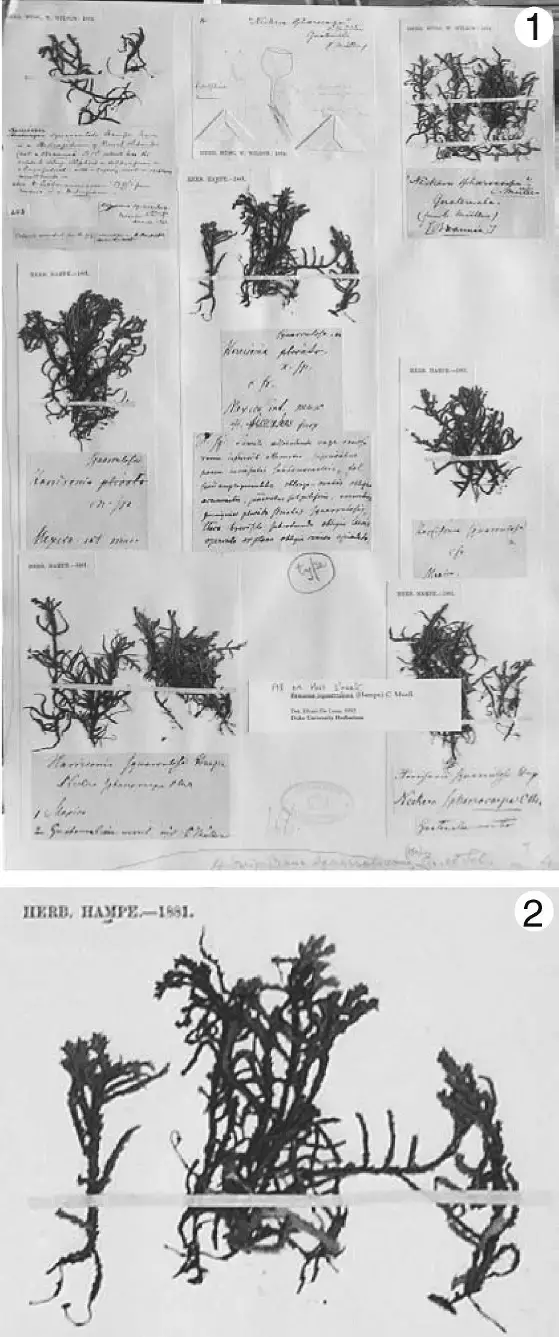 Figures-1-2-Lectotype-of-Braunia-squarrulosa-1-Contents-of-Braunia-sheet-number-48-at.png