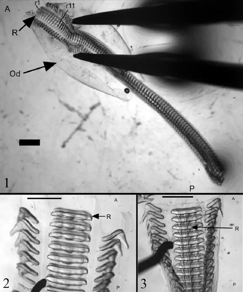 Figures-1-3-Radula-of-veined-rapa-whelk-1-Radula-from-an-842-mm-shell-length-SL.png