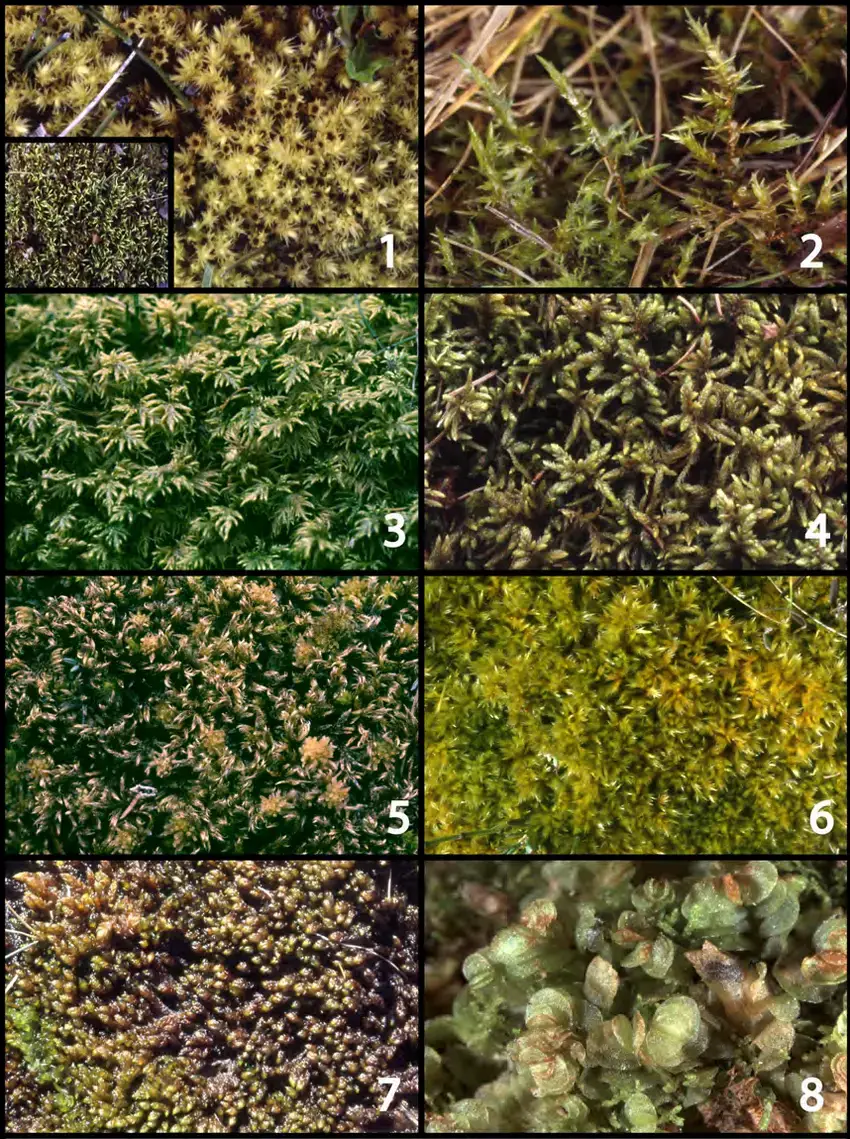 Figures-1-8-Habit-photographs-of-common-peatland-bryophytes-Fig-1-Aulacomnium.png