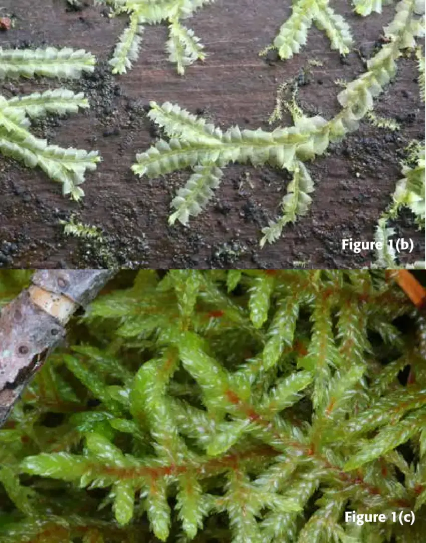 Figures-1-a-c-Three-common-forest-floor-bryophytes-From-top-Figure-1a.png