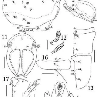 Figures-10-17-Arphthicarus-minimus-sp-nov-10-lateral-view-of-body-legs-removed_Q320.jpg