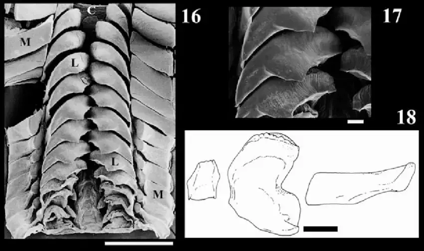 Figures-16-17-Radula-of-Striocadulus-magdalenensis-16-General-view-of-the-Paratype-INV.png