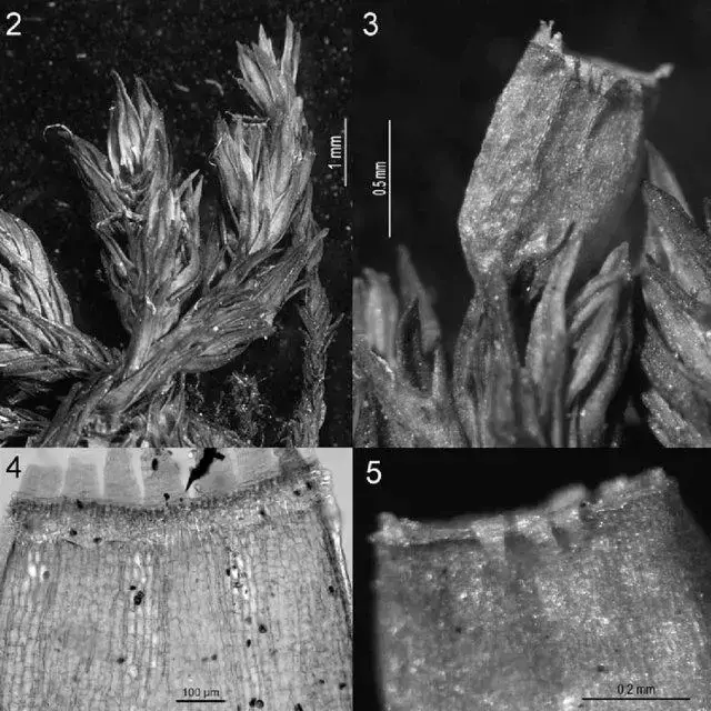 Figures-2-5-Orthotrichum-shawii-2-Habit-3-Dry-capsule-in-which-light-exothecial_Q640.jpg