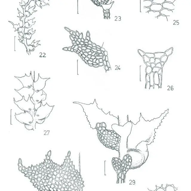 Figures-22-30-22-26-Drepanolejeunea-crucianella-Tayl-A-Evans-22-Habit-ventral_Q640.jpg