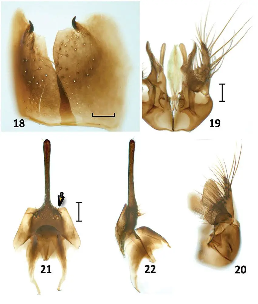 Figures-24-27-Nipponodipogon-shimizui-Loktionov-Lelej-Xu-sp-n-female-paratype.png