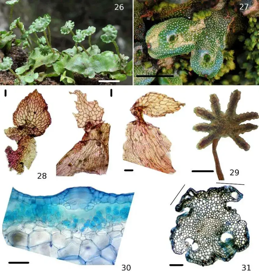 Figures-26-31-Marchantia-pappeana-Lehm-26-Fertile-population-with-archegoniophores.jpg