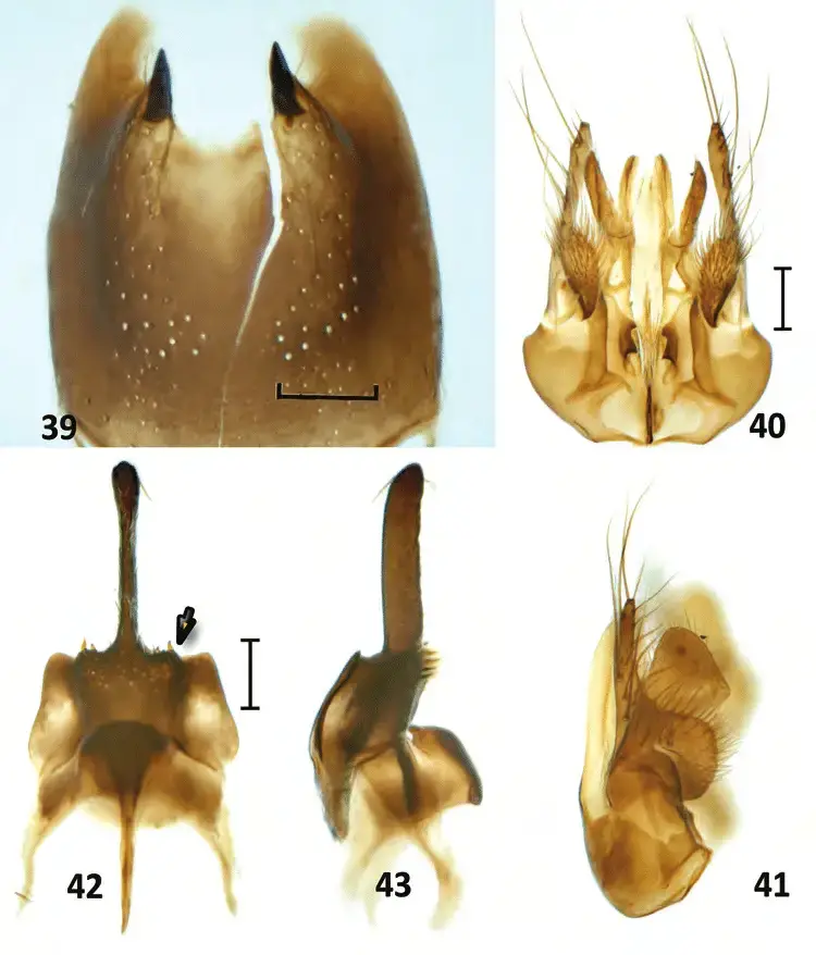 Figures-39-43-Nipponodipogon-shimizui-Loktionov-Lelej-Xu-sp-n-male-paratype-39.png