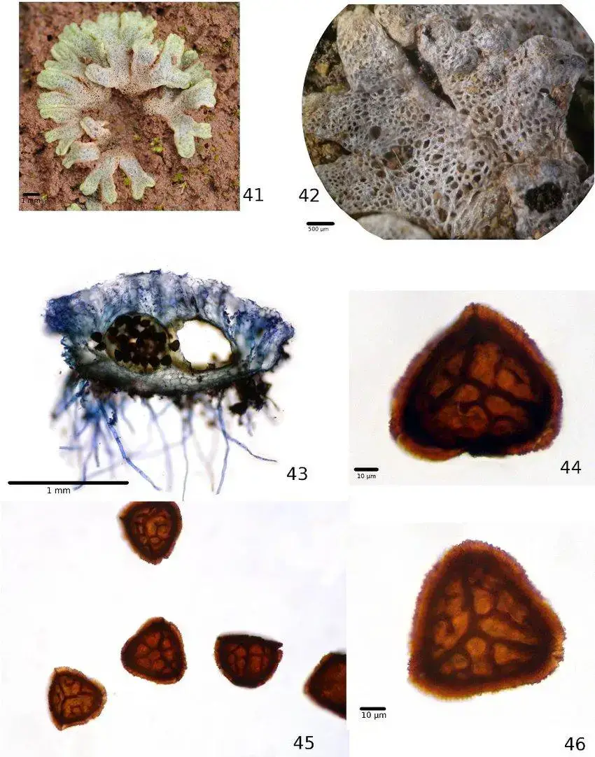 Figures-41-46-Riccia-cavernosa-Hoffm-41-Rosette-with-lacunose-areas-Antananarivo.jpg