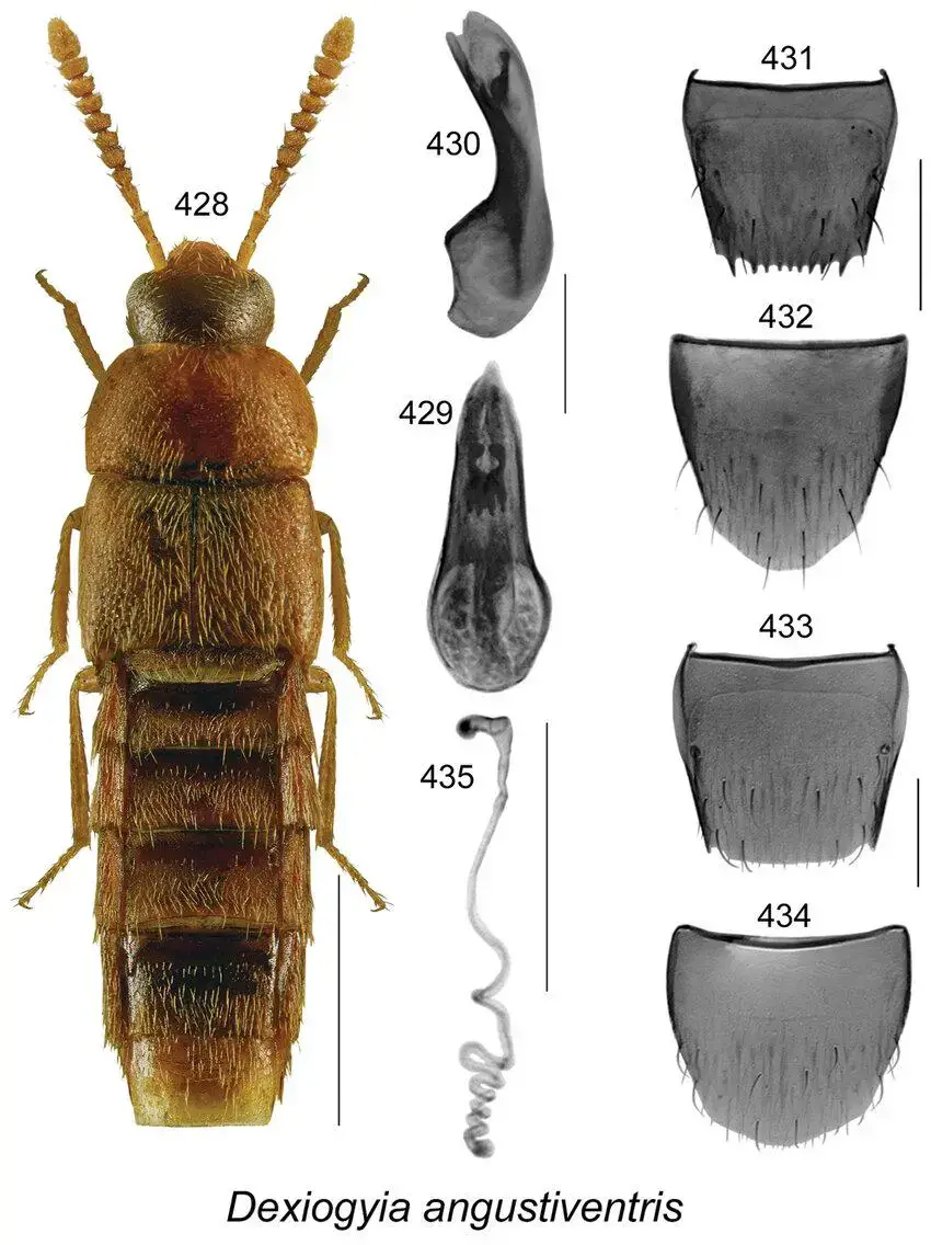 Figures-494-500-Phloeopora-gilbertae-Klimaszewski-Webster-494-habitus-in-dorsal-view.png