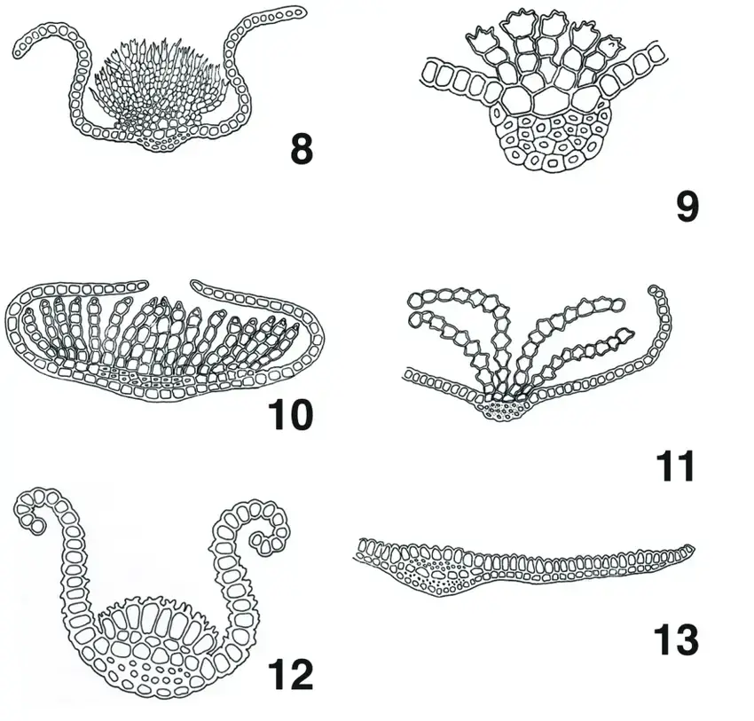 Figures-8-13-Transverse-sections-through-the-upper-portion-of-leaves-from-species-with.png