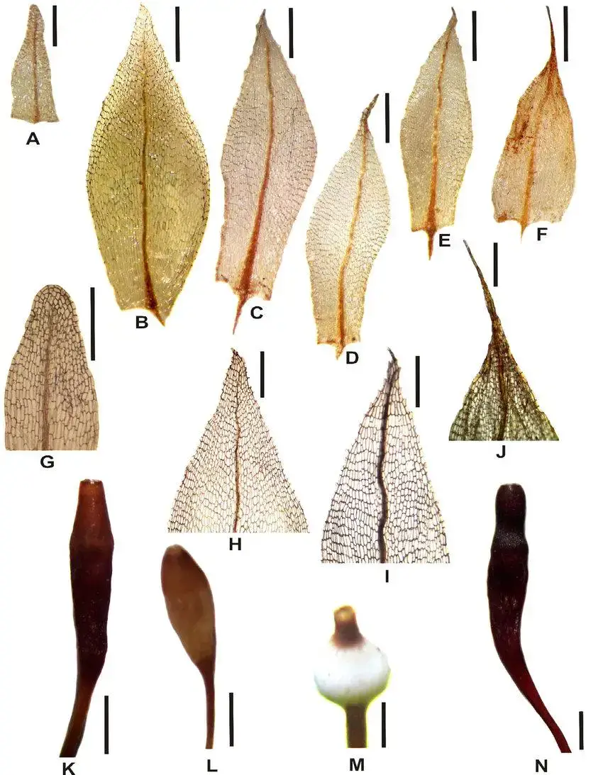 Filidios-y-Capsulas-vistos-bajo-lupa-binocular-y-MO-Tayloria-dubyi-A-G-K-A.jpg