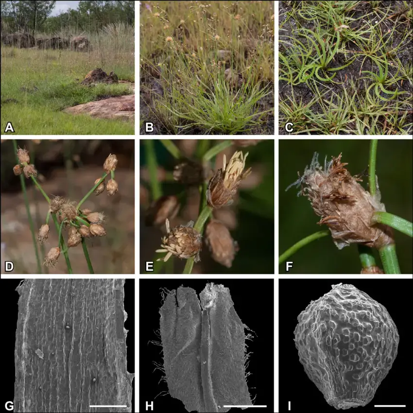 Fimbristylis-helicophylla-A-habitat-B-habit-C-leafy-rosettes-with-twisted.png