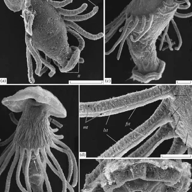 Fine-morphology-of-the-larvae-of-Phoronis-muelleri-as-seen-in-a-scanning-electron_Q640.jpg