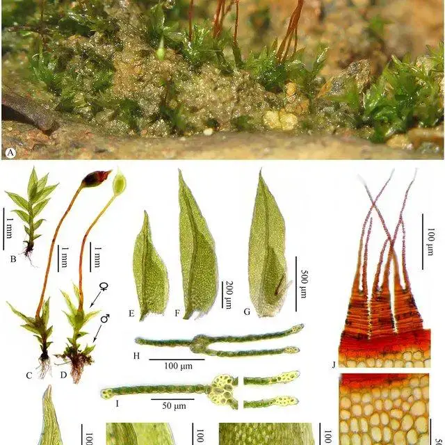 Fissidens-beckettii-Mitt-A-Habit-B-D-Plants-E-F-Leaves-G-Perichaetial-leaf-H-I_Q640.jpg