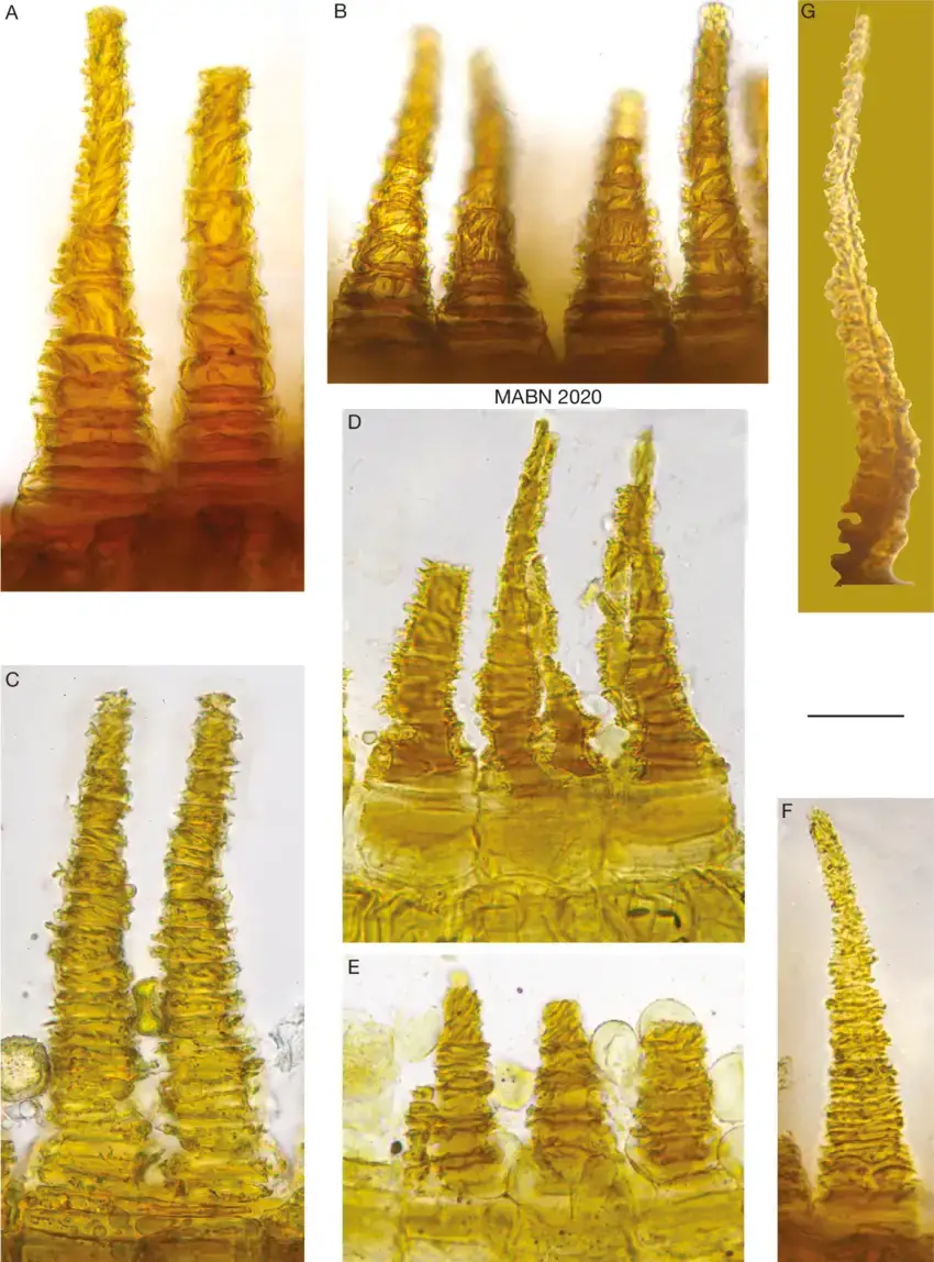 Fissidens-lagenarius-Mitt-A-OPL-note-the-transparent-OPL-lamellae-protruding-beyond.png