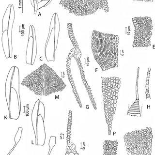 Fissidens-minutipes-MuellHal-Broth-A-Gametophyte-with-sporophyte-B-C_Q320.jpg