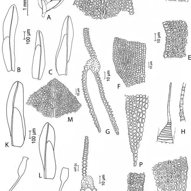 Fissidens-minutipes-MuellHal-Broth-A-Gametophyte-with-sporophyte-B-C_Q640.jpg