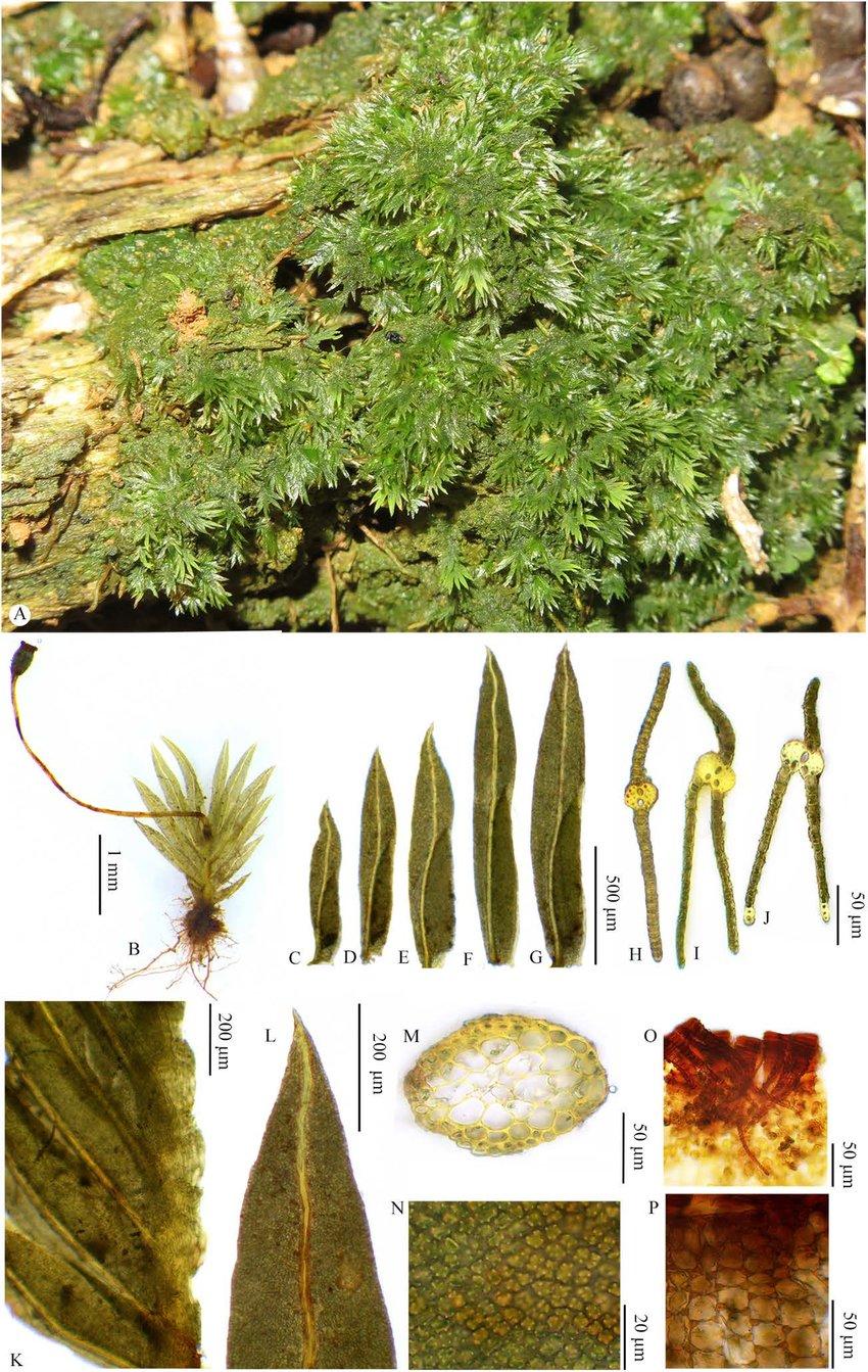 Fissidens-wichurae-Broth-MFleisch-A-Habit-B-Plant-C-F-Leaves-G-Perichaetial.jpg