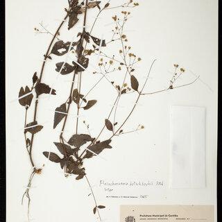 Fleischmannia-microstemon-var-paniculata-HRob-isotype-US_Q320.jpg