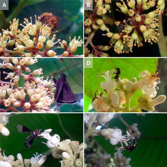 Floral-visitors-of-Bathysa-australis-A-C-and-Schizocalyx-cuspidatus-D-F-in-a-montane.png