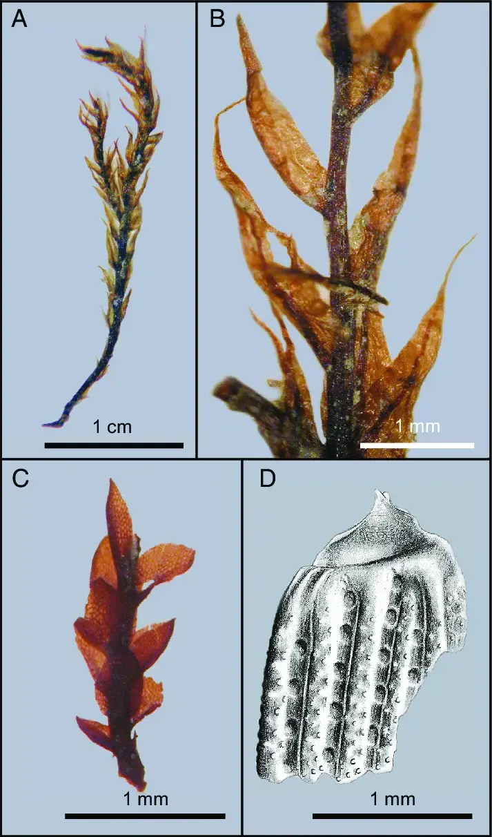 Fossil-mosses-and-a-beetle-A-Stem-and-leaves-of-the-semiaquatic-moss-Drepanocladus.png