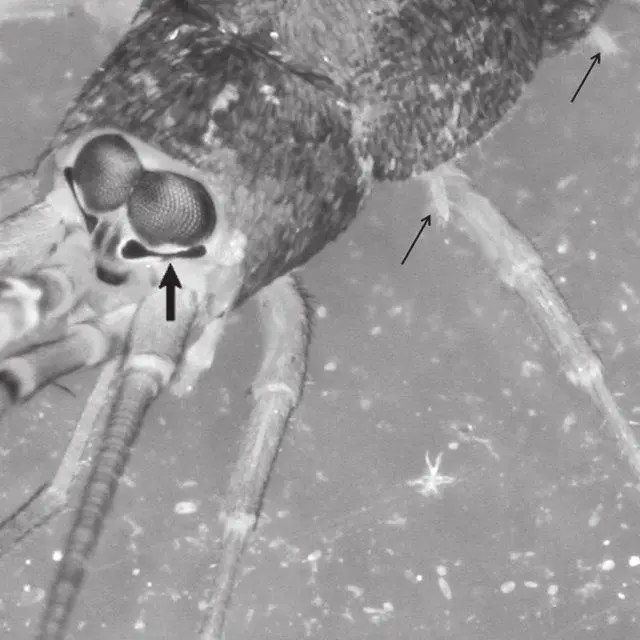 Frontal-view-of-M-tenuicornis-showing-the-shoe-shaped-lateral-ocelli-large-arrow-and_Q640.jpg