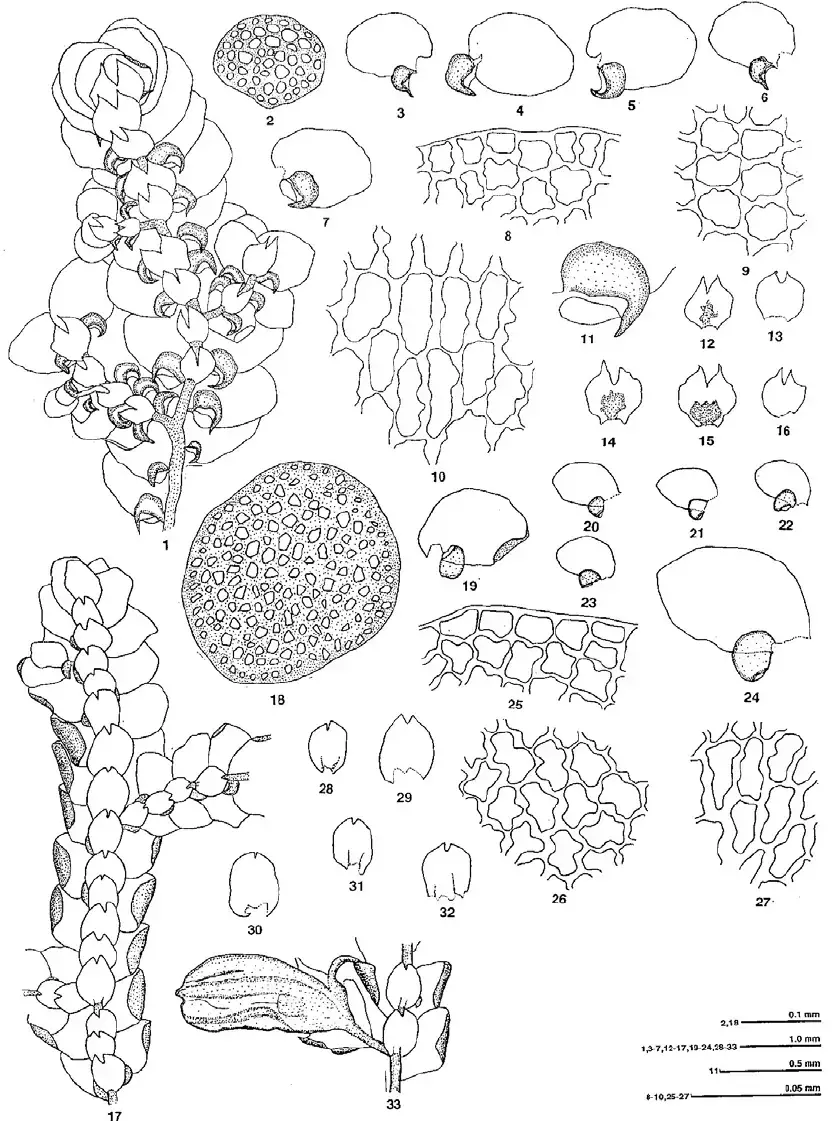 Frullania-acutiloba-Mitt-1-16-LWG-208605-A-1-Plant-2-Cross-section-of-stem-3-7.png