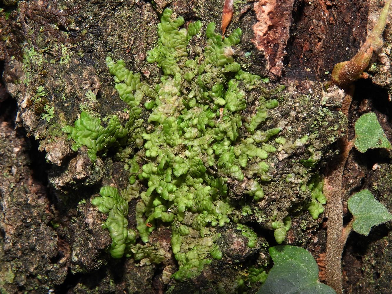 Frullania-dilatata.jpg