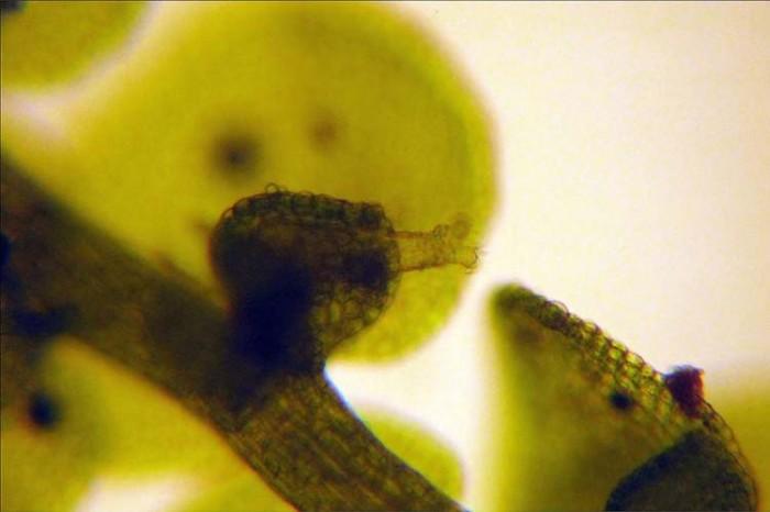 Frullania-eboracensis-lobule-700x466.jpg