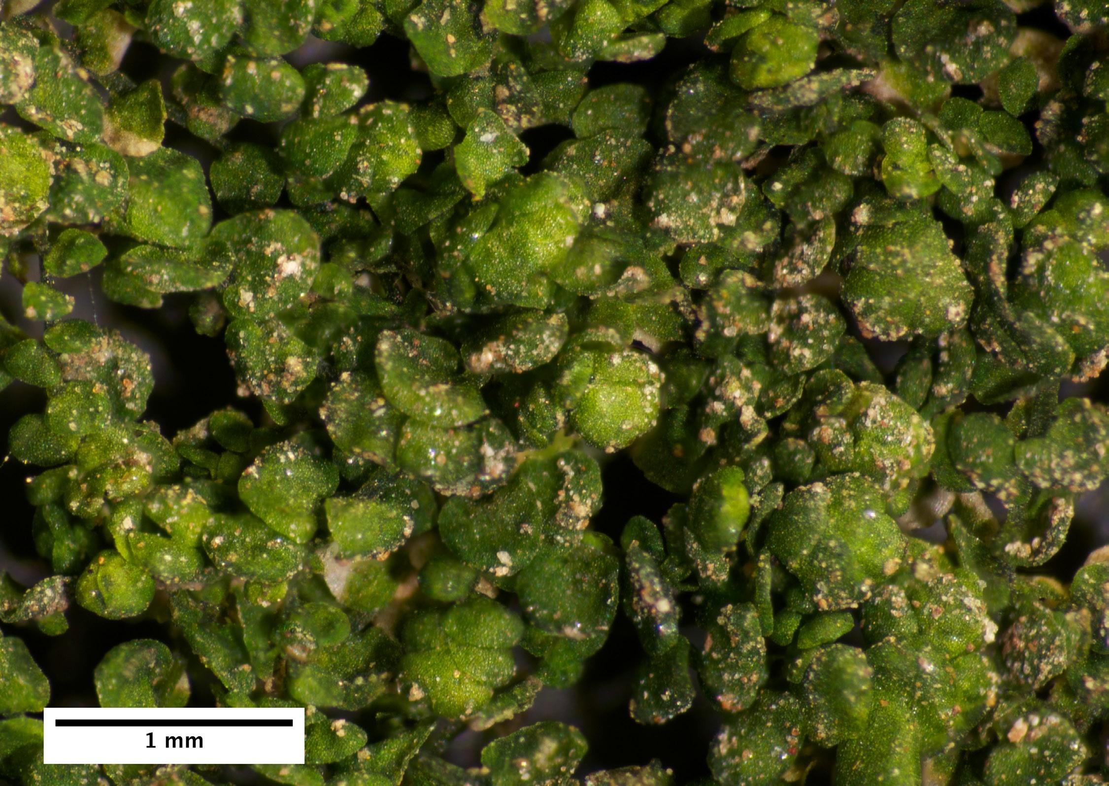 Frullania-inflata-dry.jpg