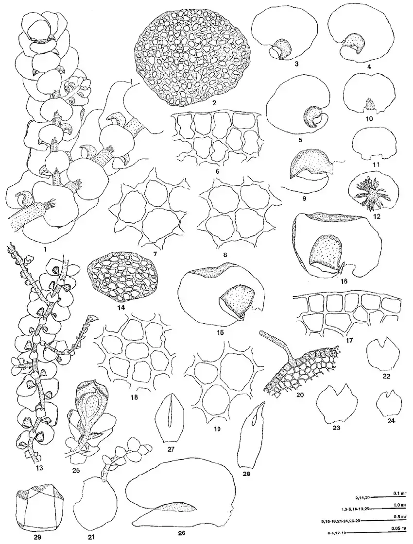 Frullania-rotundistipula-Steph-1-12-LWG-208526-A-1-Plant-2-Cross-section-of-stem.png