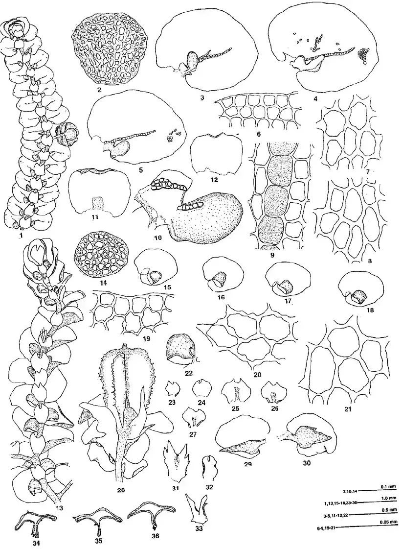 Frullania-tamarisci-L-Dum-1-12-LWG-208600-A-1-Plant-2-Cross-section-of-stem.png